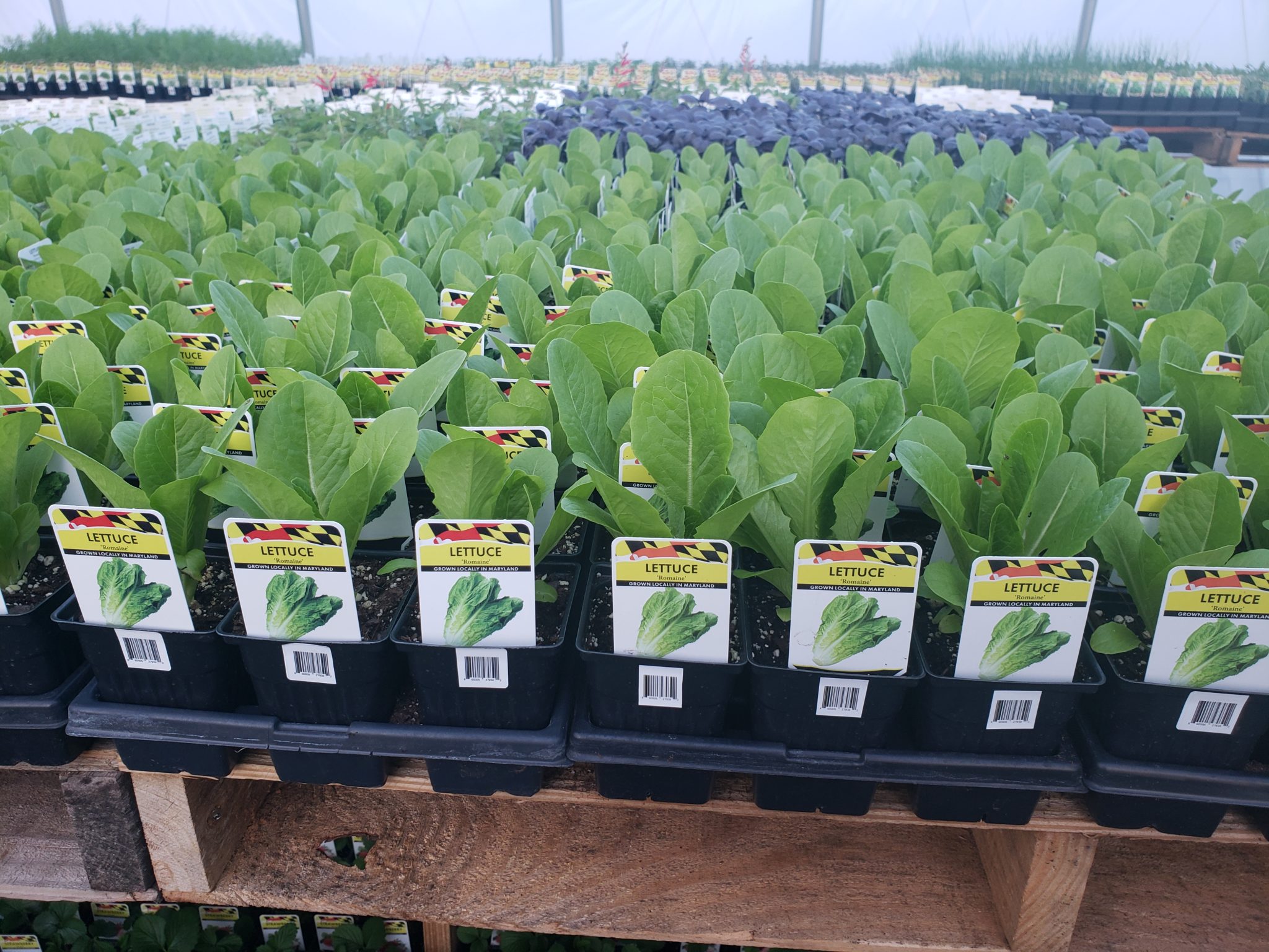 Lettuce Plants For Sale