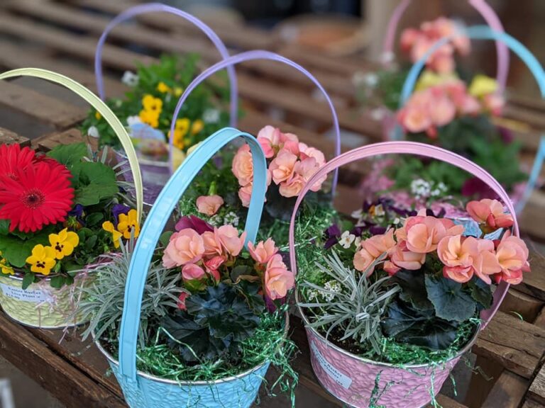 Annuals/Bedding Plants Sweetbay Farms Nursery