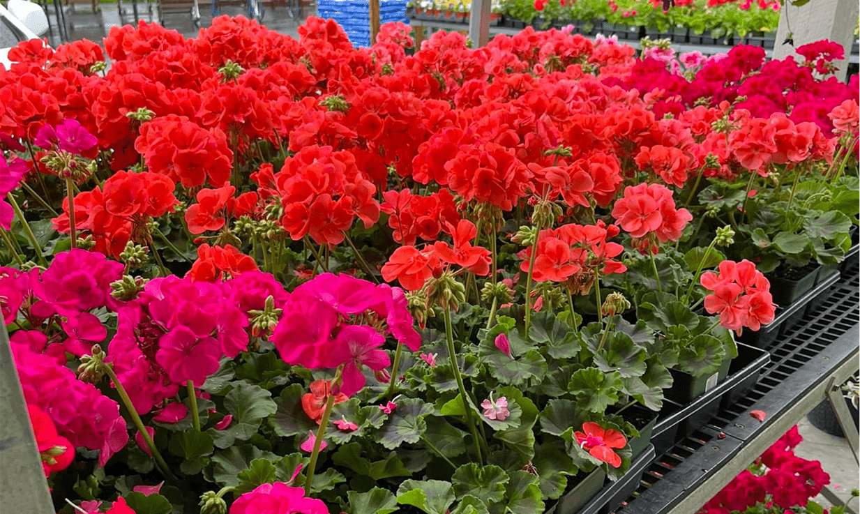 Annuals/Bedding Plants Sweetbay Farms Nursery